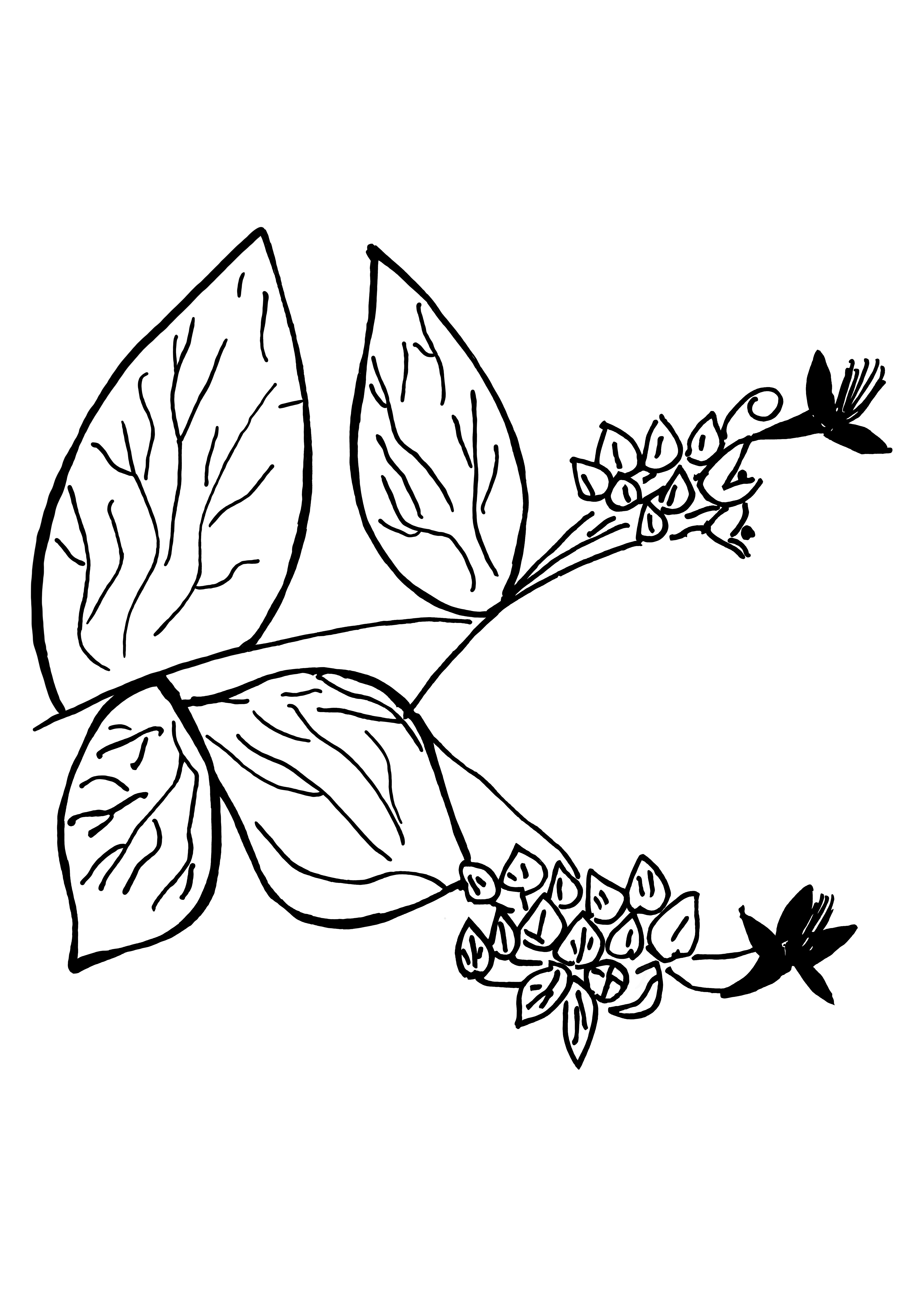 Desenho medicinal autoral de Cristina Carollo