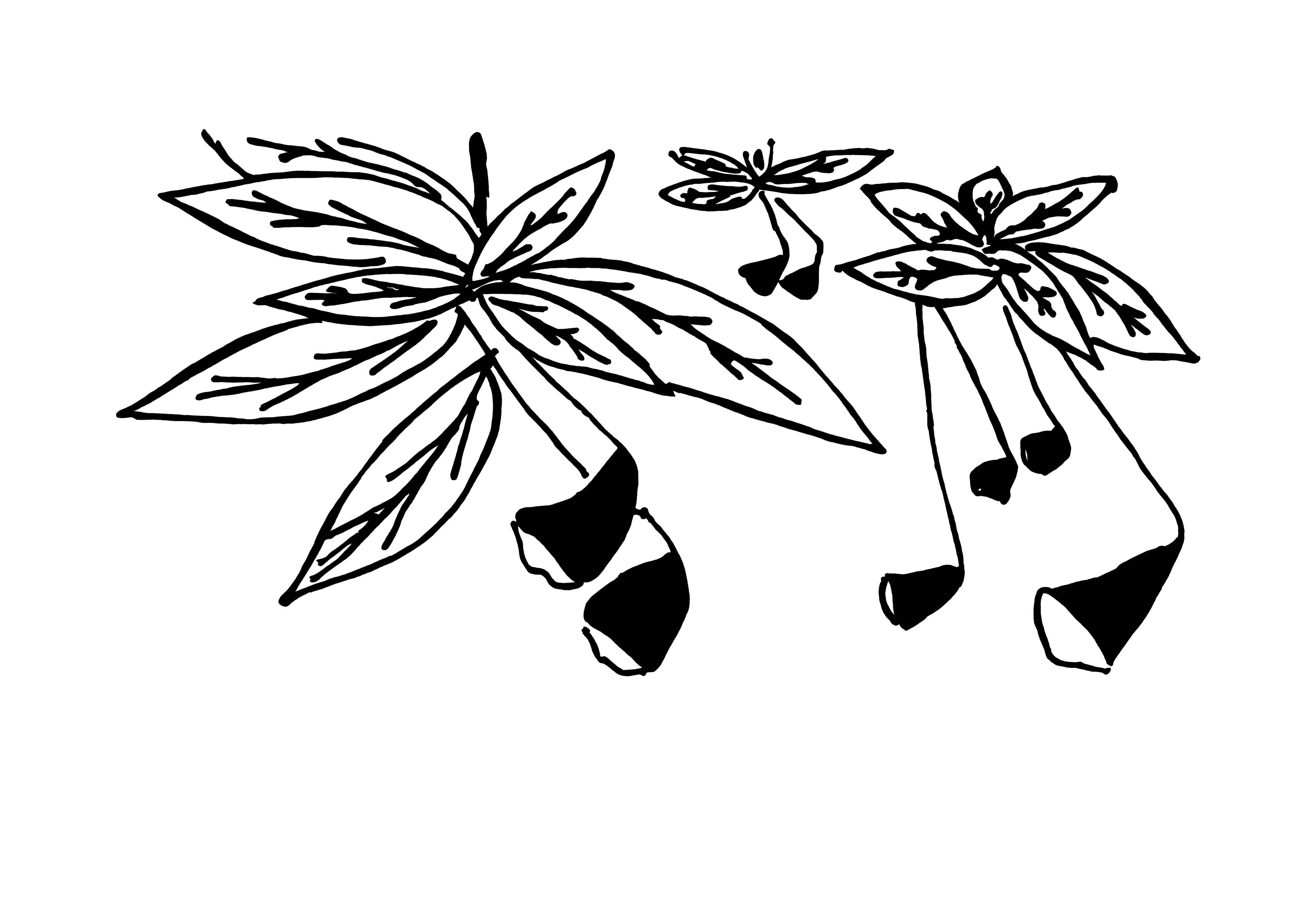 Desenho medicinal autoral de Cristina Carollo