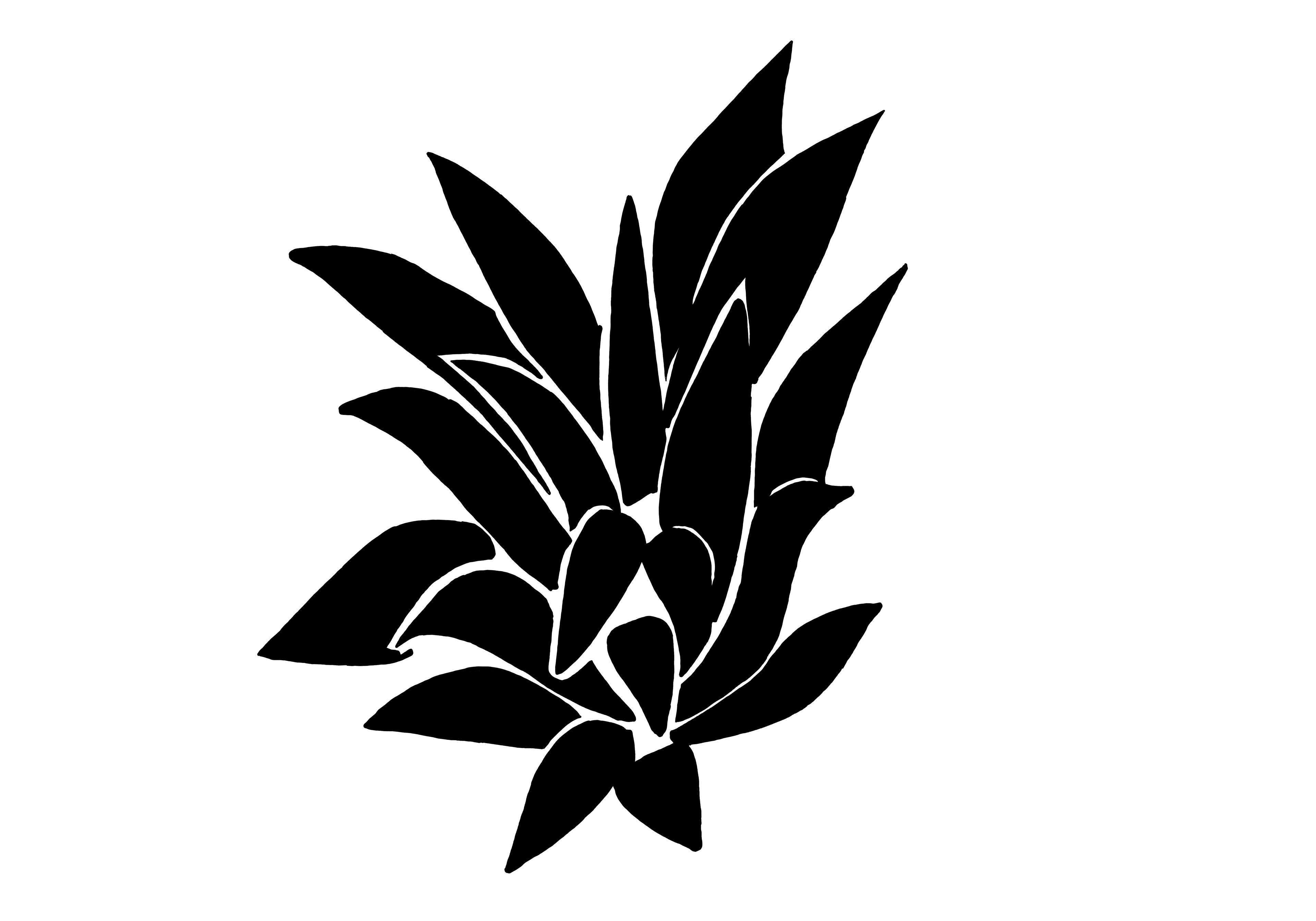 Desenho medicinal autoral de Cristina Carollo