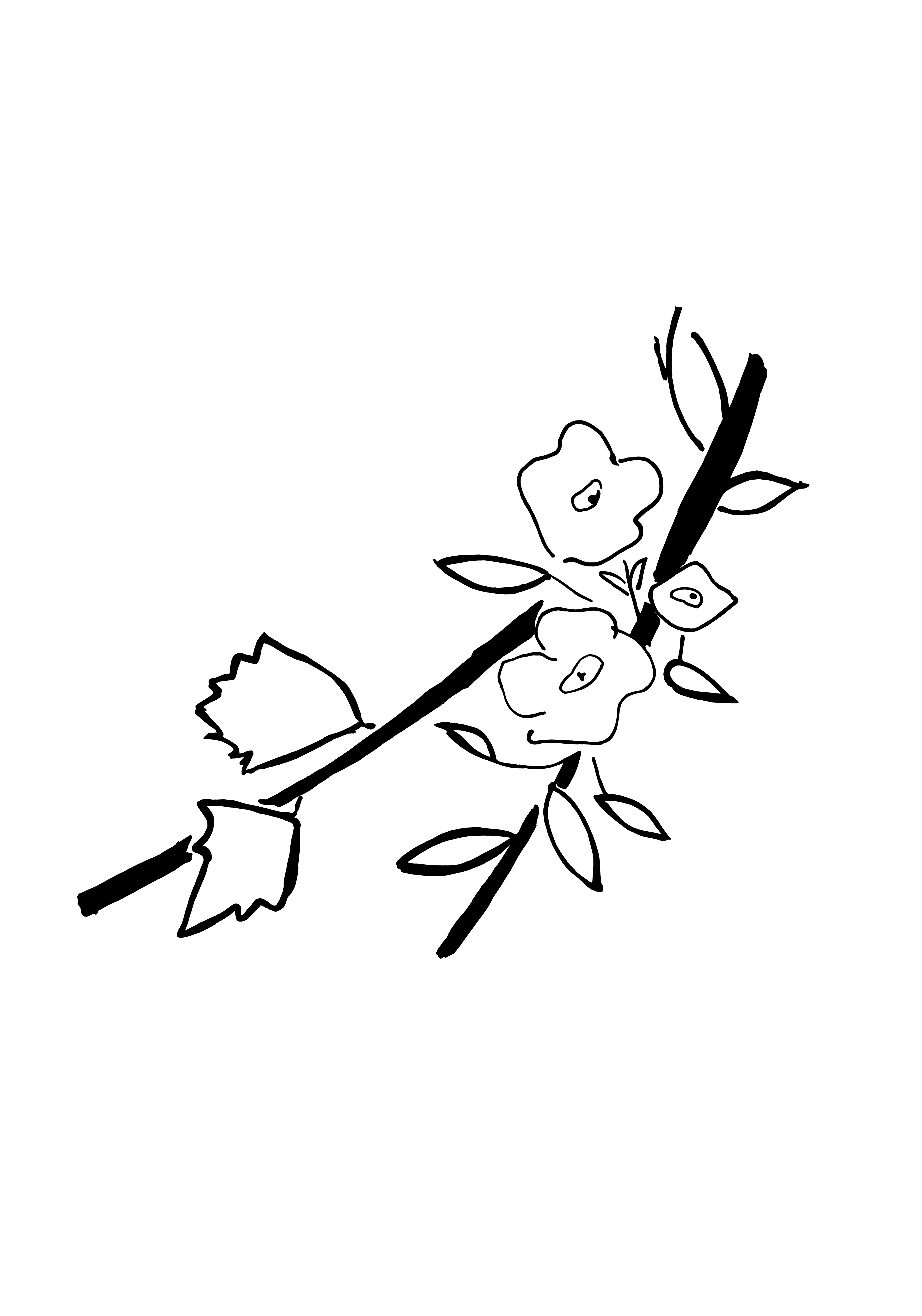 Desenho medicinal autoral de Cristina Carollo