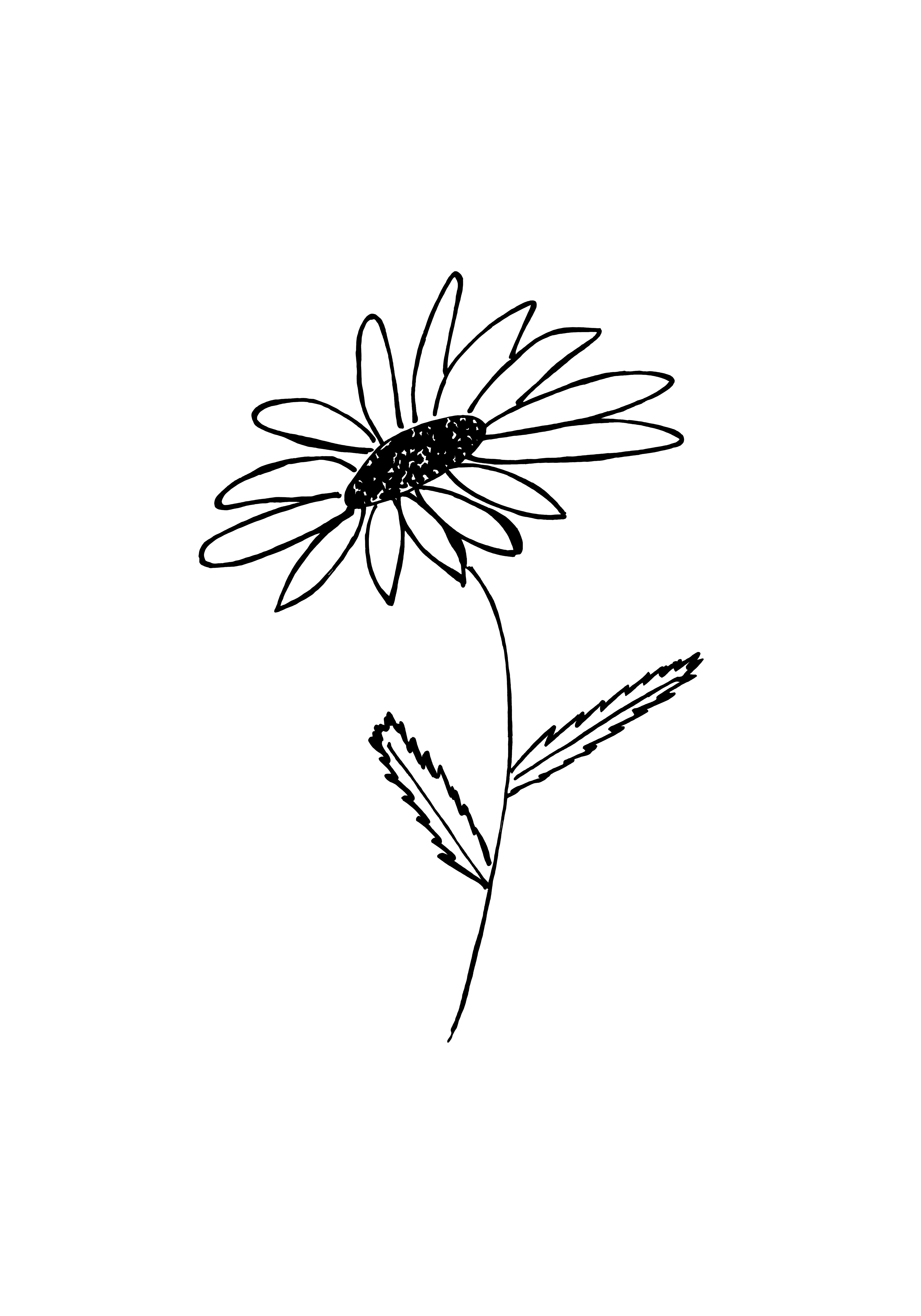 Desenho medicinal autoral de Cristina Carollo