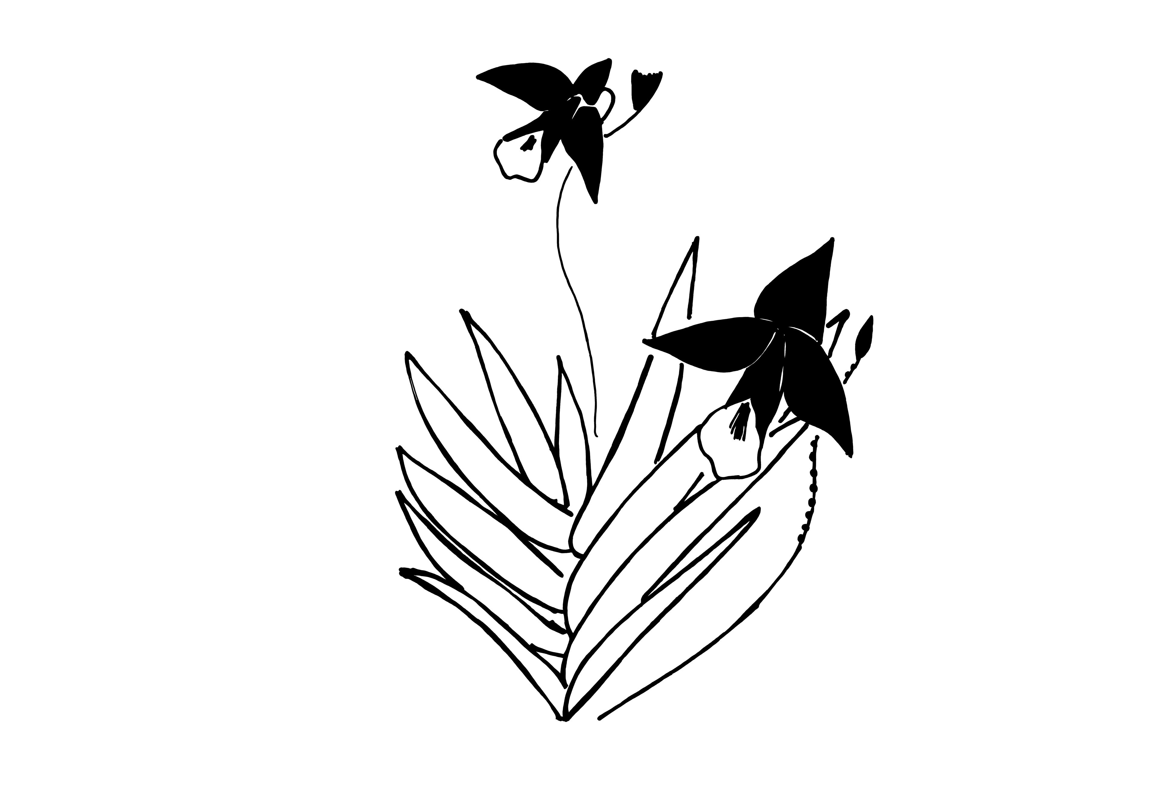 Desenho medicinal autoral de Cristina Carollo