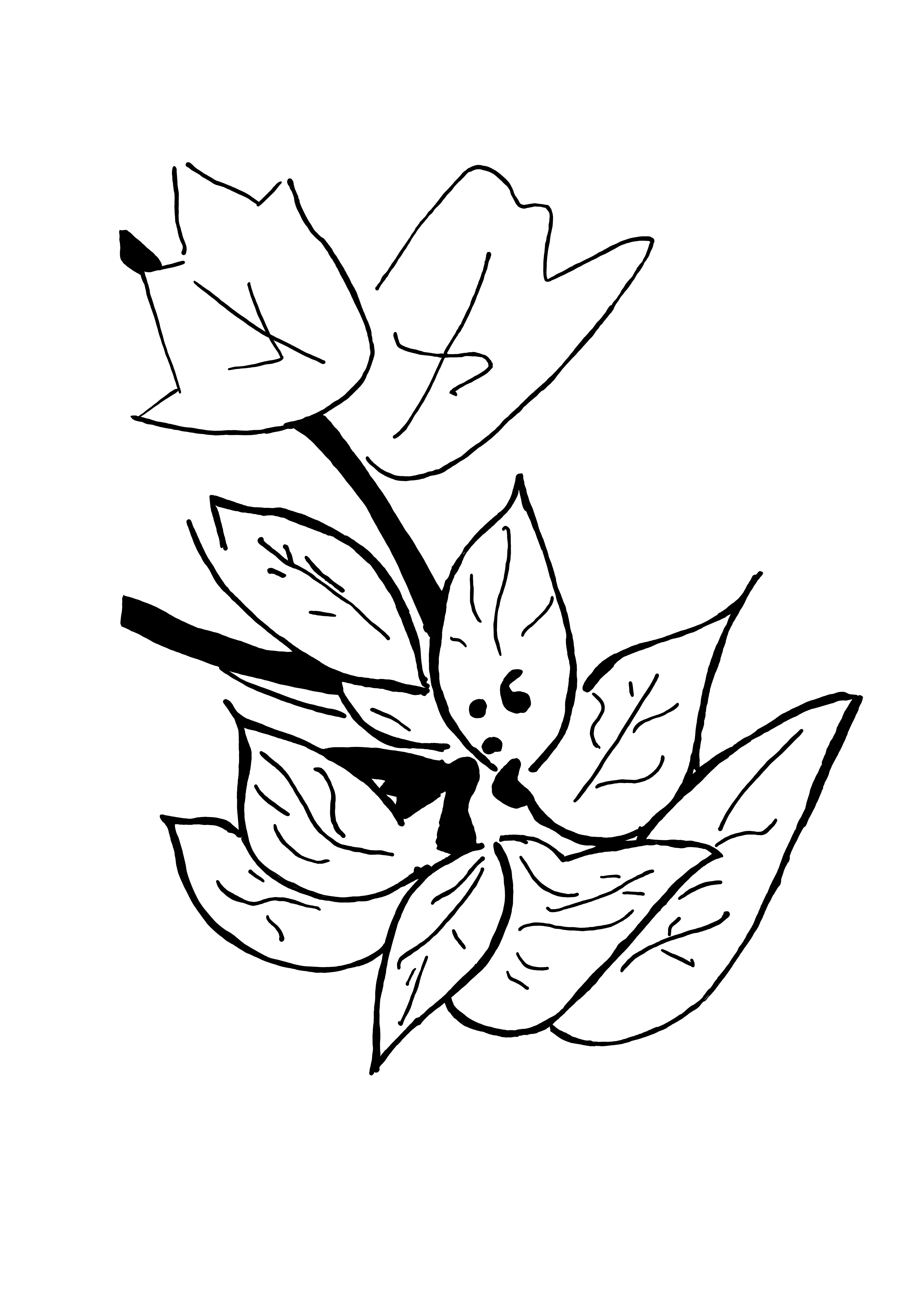 Desenho medicinal autoral de Cristina Carollo