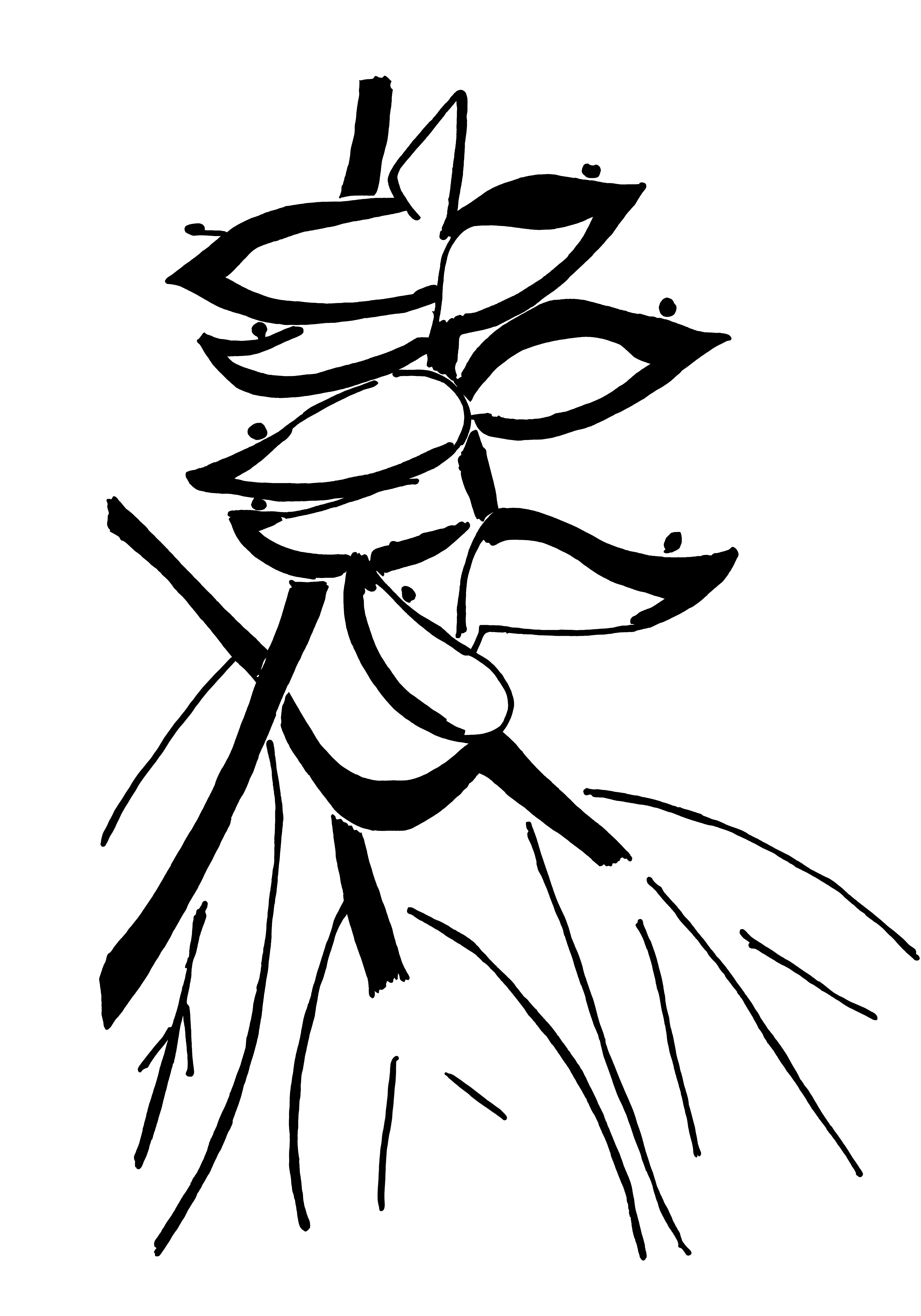 Desenho medicinal autoral de Cristina Carollo