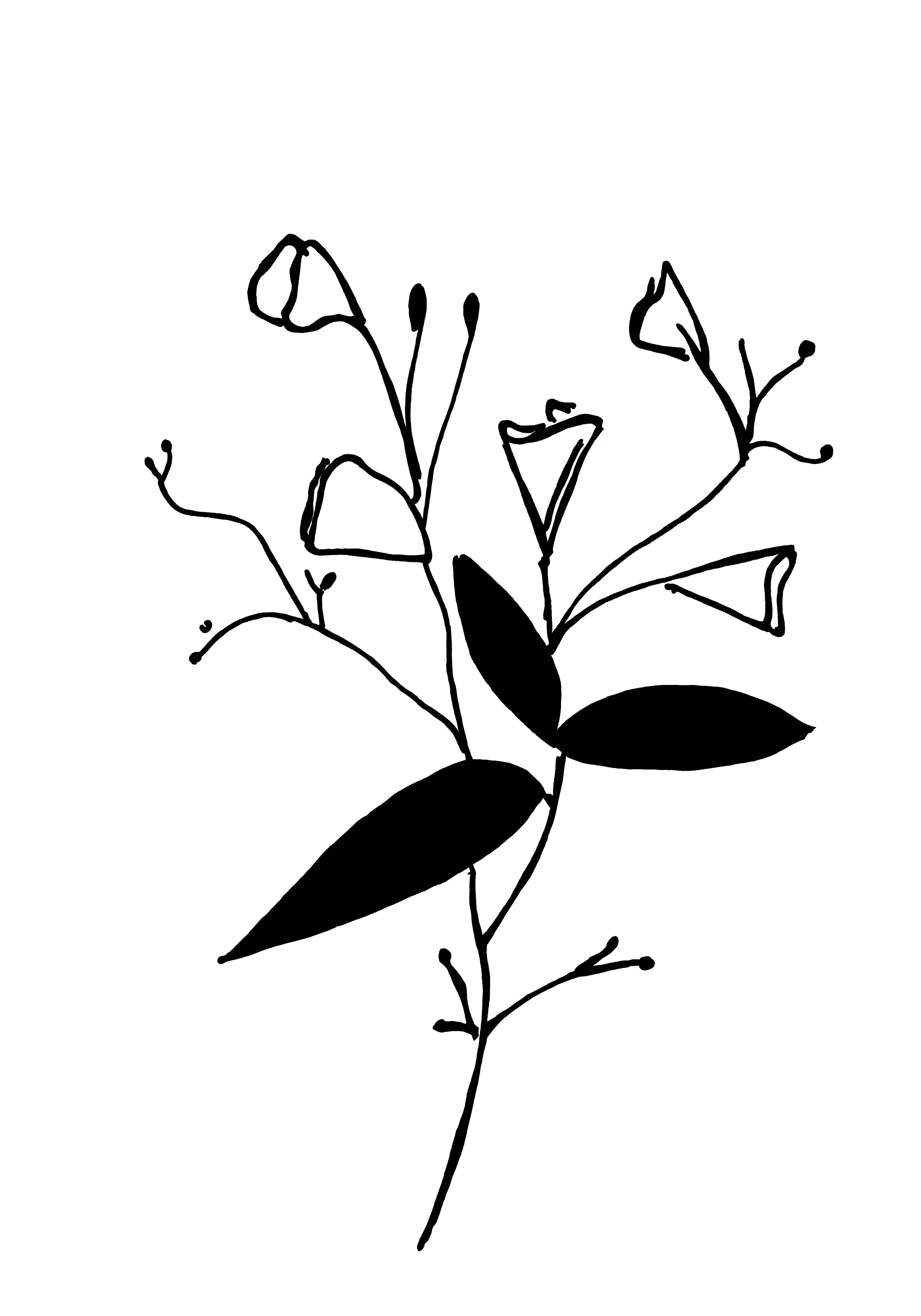 Desenho medicinal autoral de Cristina Carollo