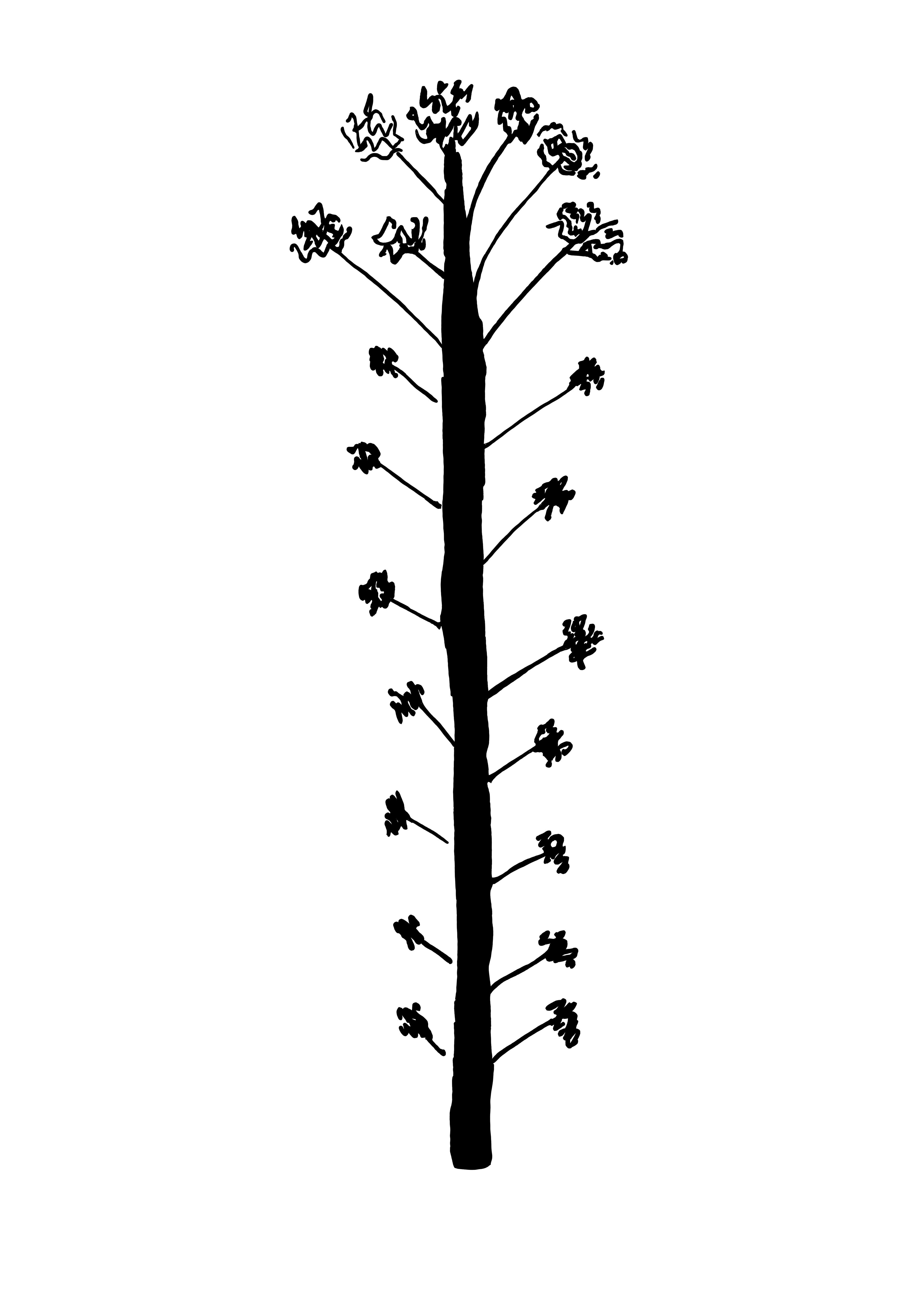 Desenho medicinal autoral de Cristina Carollo