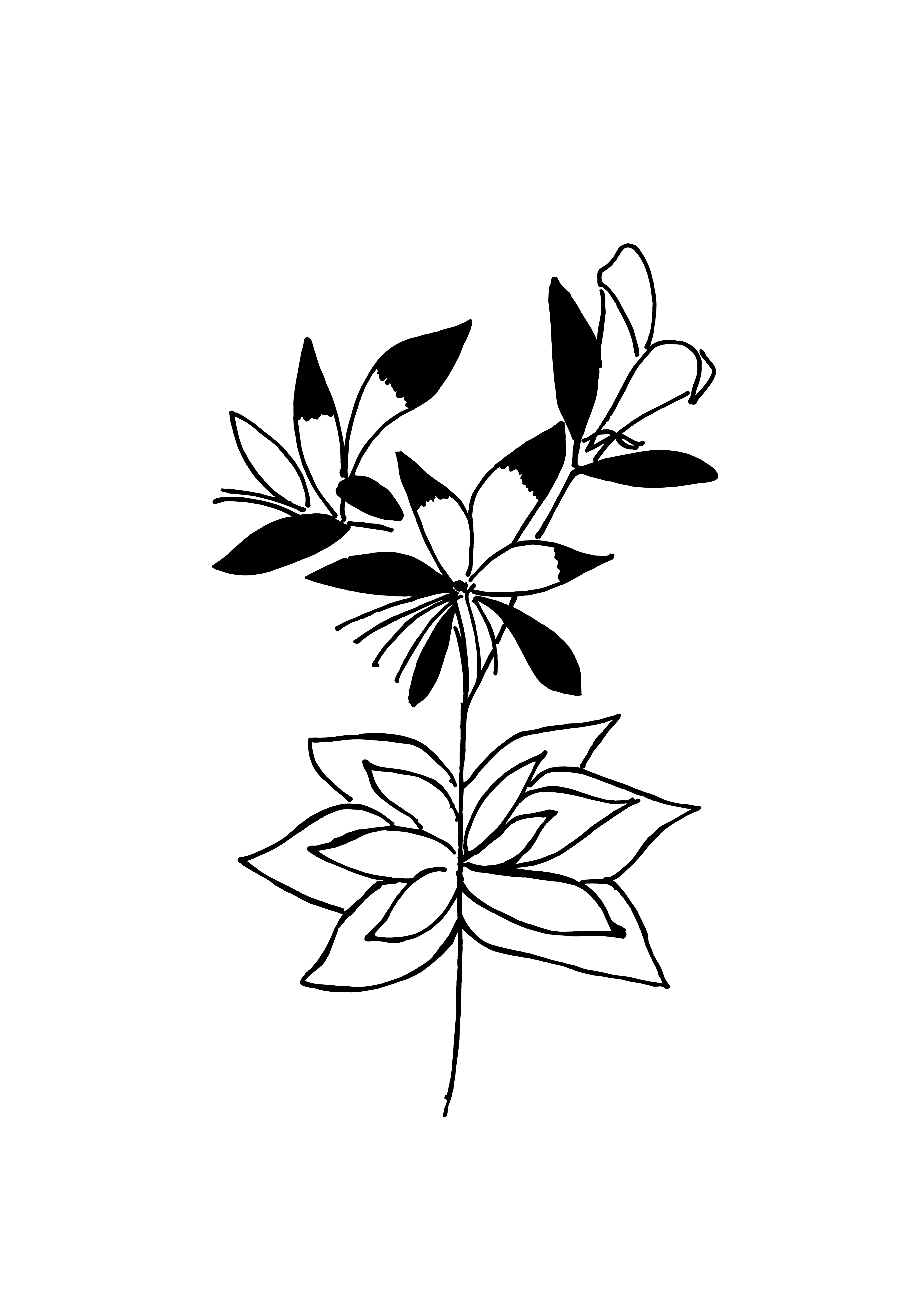 Desenho medicinal autoral de Cristina Carollo