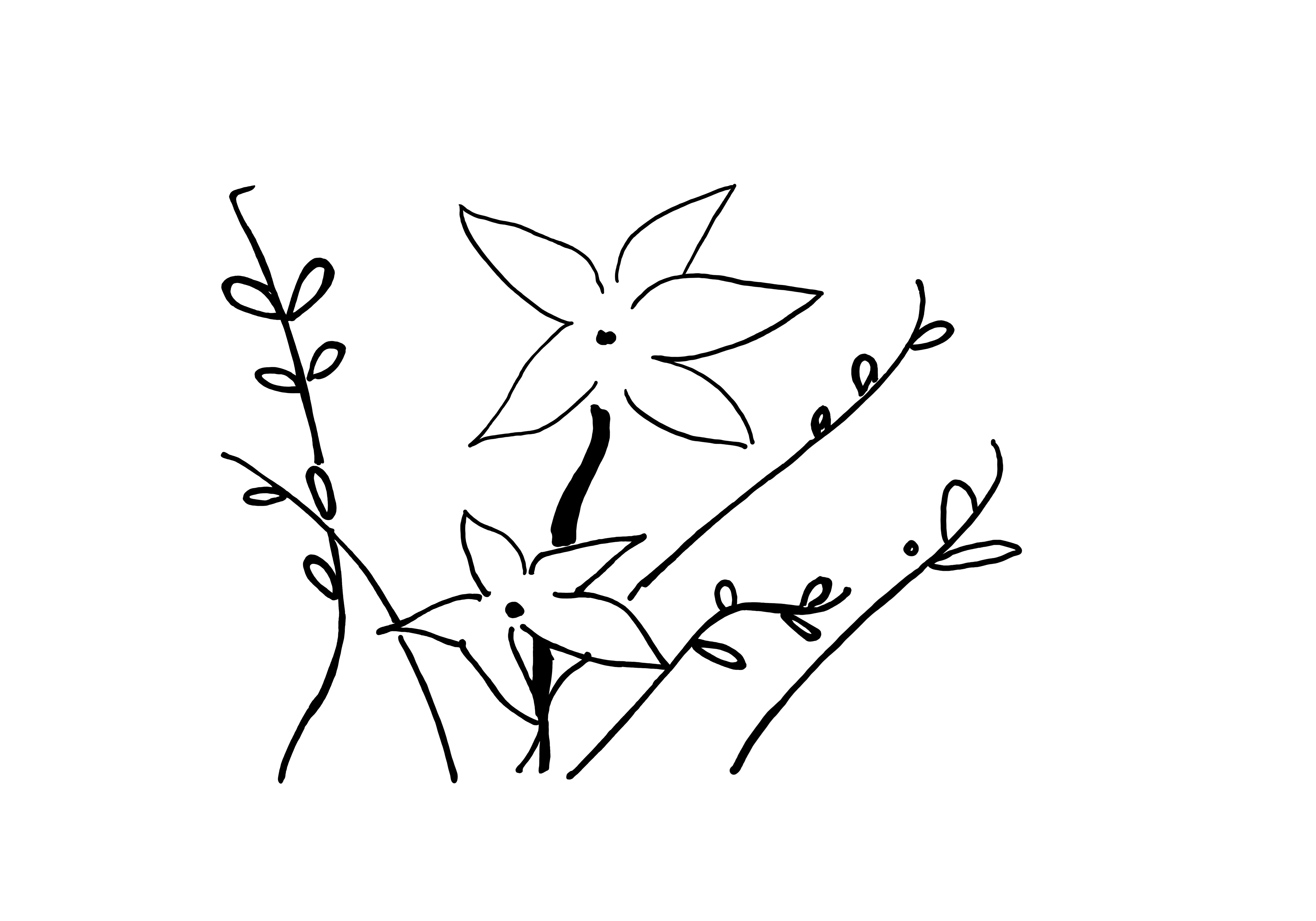 Desenho medicinal autoral de Cristina Carollo