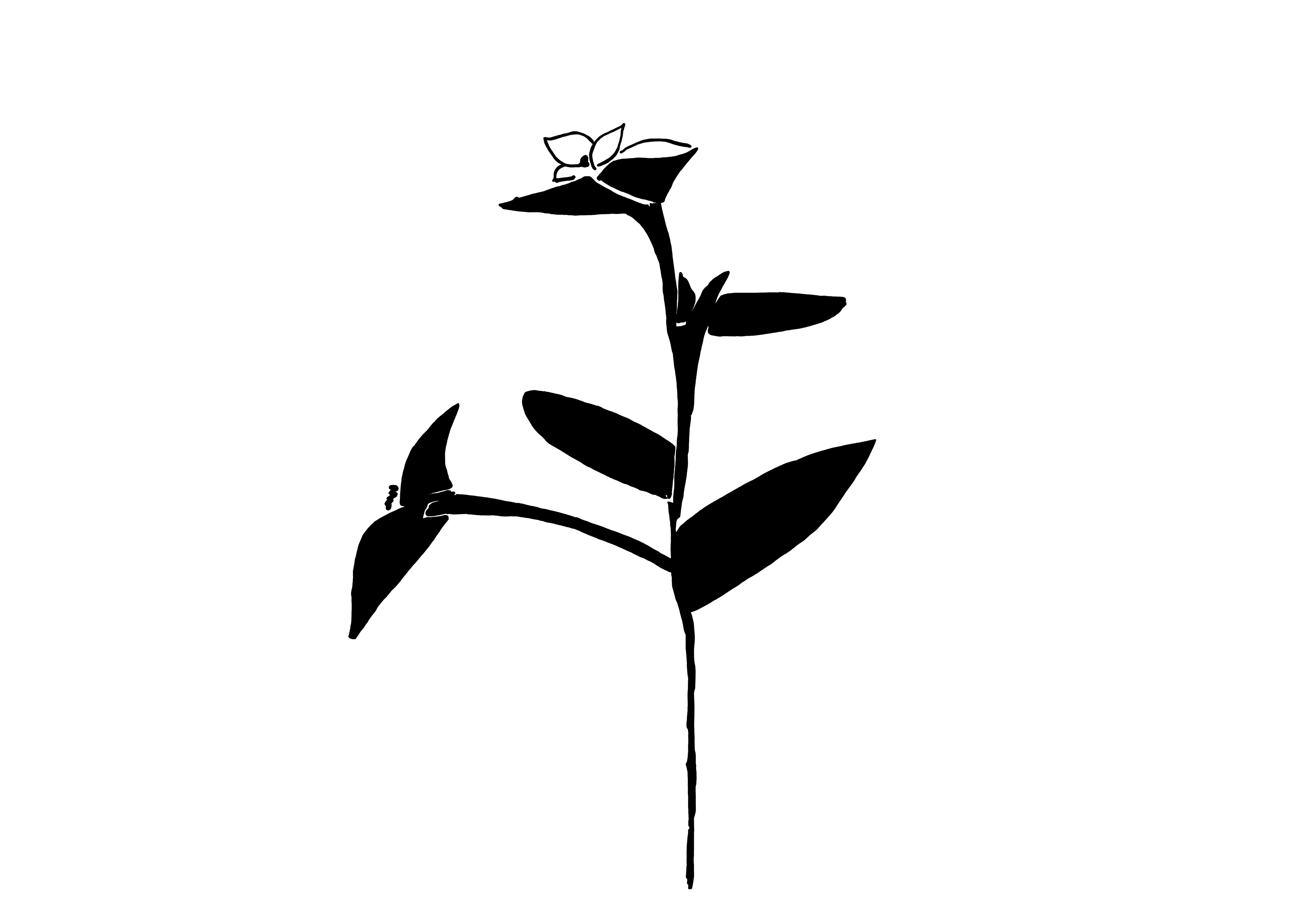 Desenho medicinal autoral de Cristina Carollo