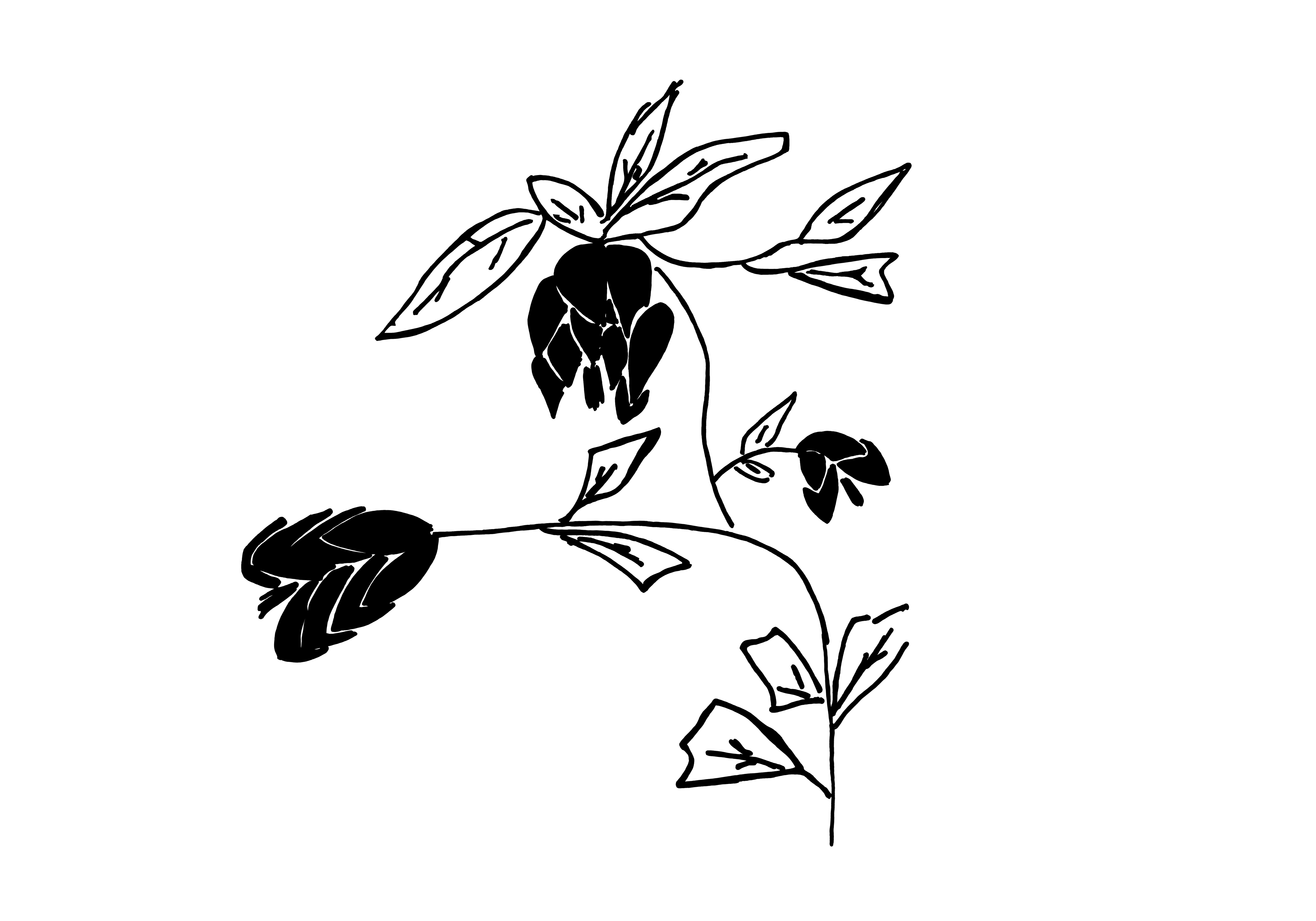 Desenho medicinal autoral de Cristina Carollo