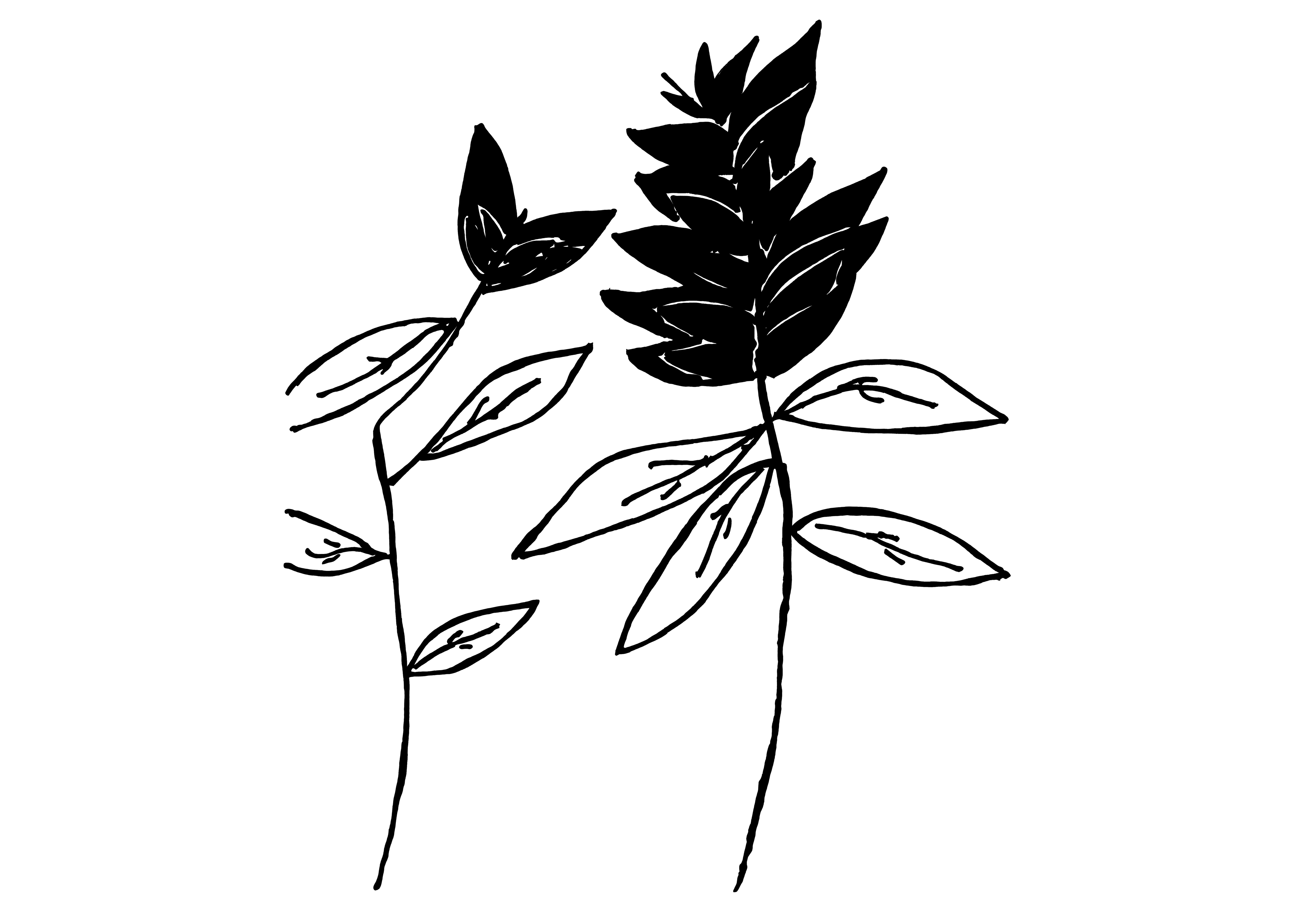 Desenho medicinal autoral de Cristina Carollo