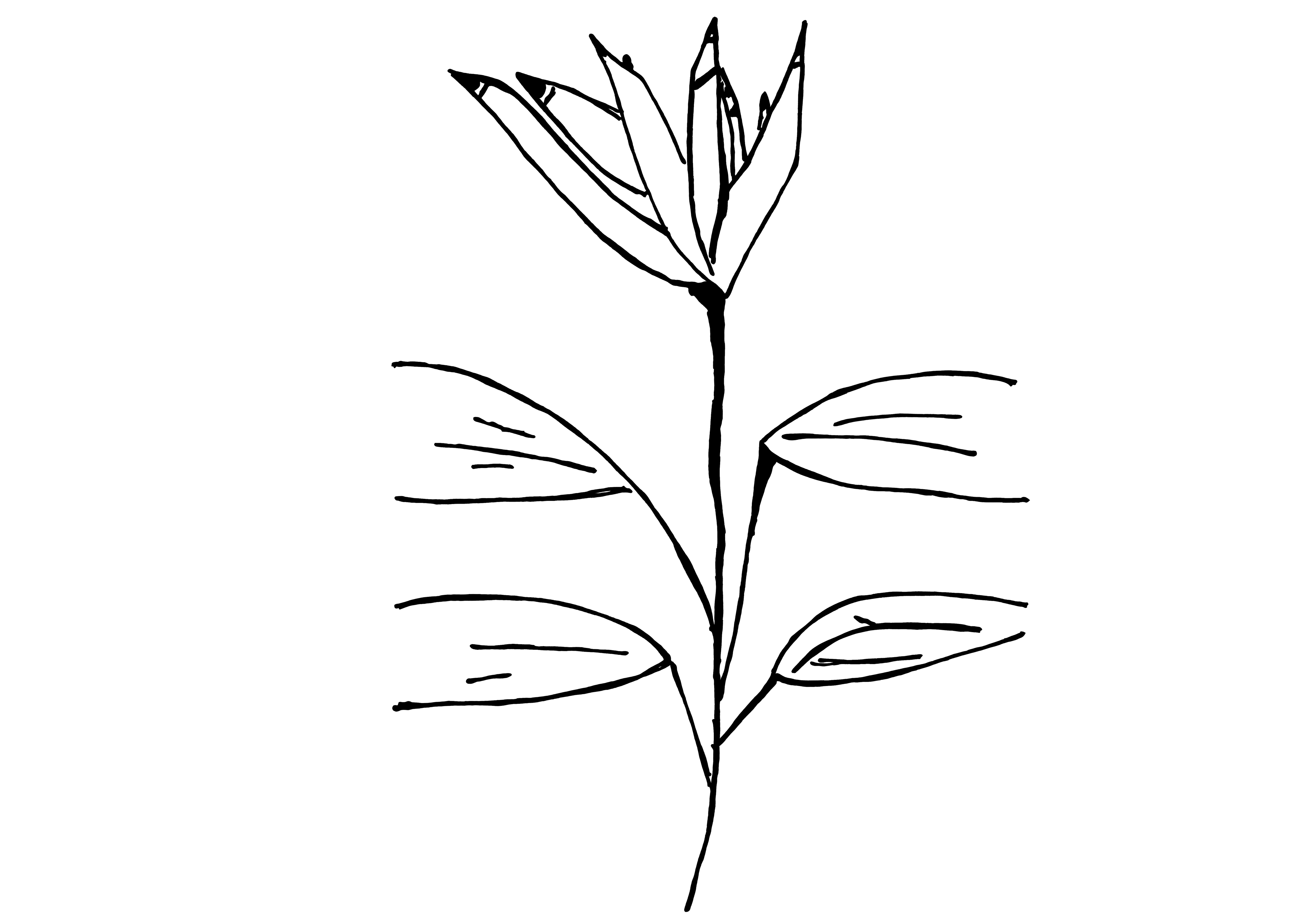 Desenho medicinal autoral de Cristina Carollo